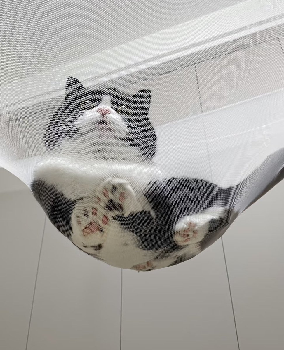 3xiaoyangyang's tweet photo. The mosquito net traps the cat, but not its curiosity. https://t.co/8WSMPL9hcN