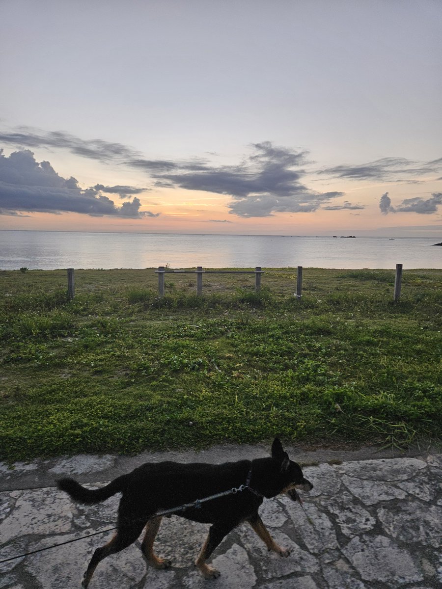 tetteree23's tweet photo. 夕日は沈んでしまって写真撮れなかったけど、リラックス出来た😌🐶🐶☺ https://t.co/BNyjbtOunE