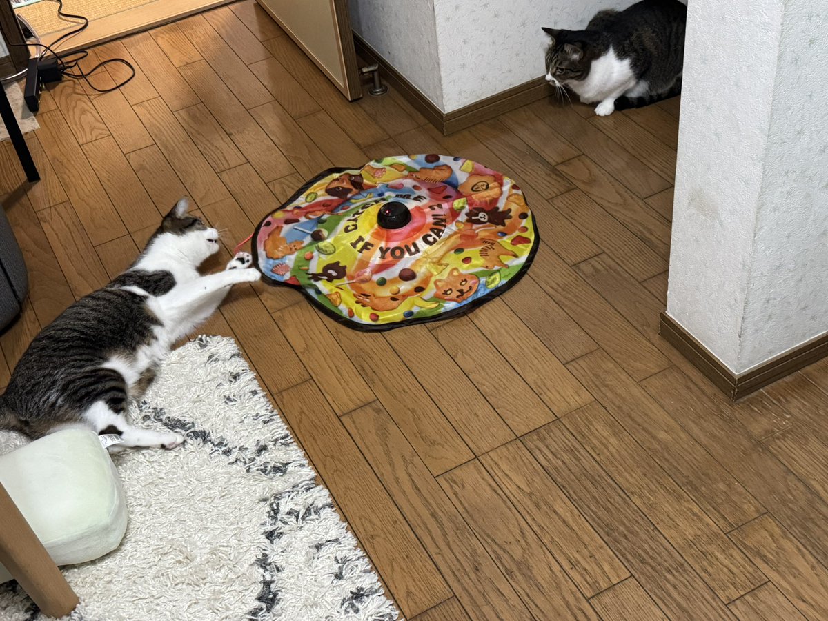 kirushu2's tweet photo. 猫との暮らし2年255日目
おもちゃで遊ぶボタン君とイチョウ君。
ボタン君は寝そべりながらもヒラヒラを齧ろうとしている😼
#保護猫 #譲渡会 #猫好きさんと繫がりたい  #ねこのいる暮らし https://t.co/xPE7NDGoS6