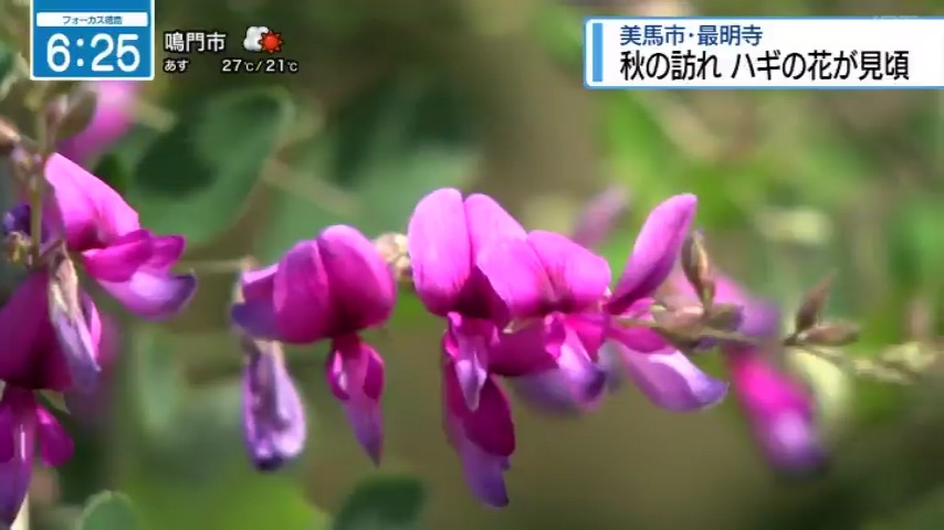 seina_jrt's tweet photo. 美馬市脇町の最明寺でハギの花が見頃を迎えています！
今年は例年と比べて出来が良いとお話をお伺いしました。
あと1週間ほどは楽しめるそうです

#四国放送　#美馬市　#最明寺　#萩の花 https://t.co/HJNrAi2JXI