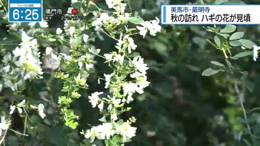 seina_jrt's tweet photo. 美馬市脇町の最明寺でハギの花が見頃を迎えています！
今年は例年と比べて出来が良いとお話をお伺いしました。
あと1週間ほどは楽しめるそうです

#四国放送　#美馬市　#最明寺　#萩の花 https://t.co/HJNrAi2JXI