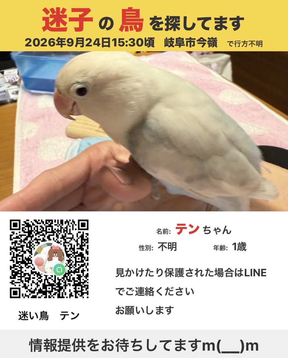 nijinomukohe's tweet photo. #迷い鳥　#岐阜市　#ボタンインコ https://t.co/LMKoajOauZ