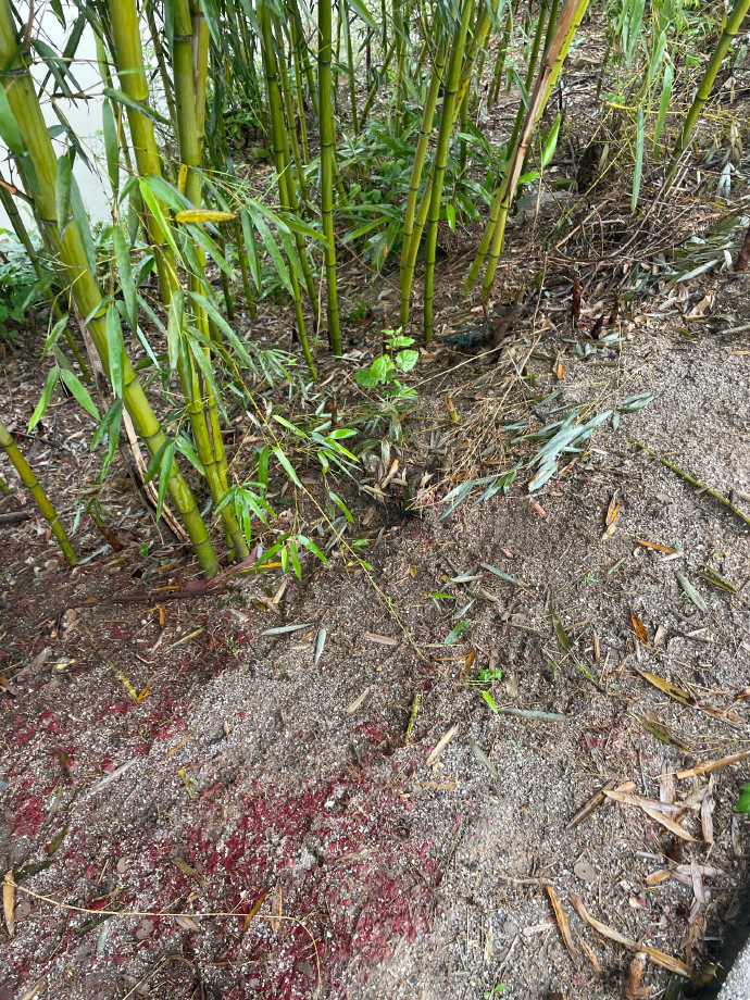 Jqylzn's tweet photo. [This day I stepped on a bamboo pole that had been eroded by miasma, a small unexpected moment in nature!]， https://t.co/msko4TLFhC