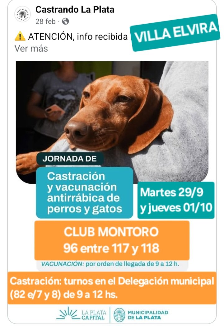 protegealanimal's tweet photo. LA PLATA
#LAPLATA #VILLAELVIRA #HERNÁNDEZ #VILLAELISA #MELCHORROMERO #COLONIALAPLATA #ELBOSQUE #GONNET #RINGUELET #ALTOSDESANLORENZO #ABASTO #CITYBELL #ELRINCÓN #GORINA #VILLACASTELLS #BSAS #BUENOSAIRES https://t.co/NfvCitJxIr