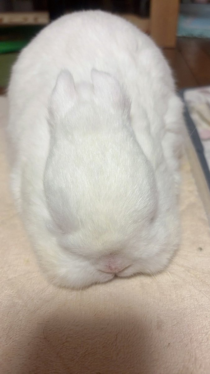 NIRUCHI202282's tweet photo. 🐰ﾕｷﾐﾀﾞｲﾌｸﾀﾞﾖ https://t.co/UrWLQG2hmq