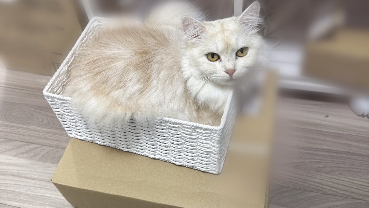 skycat912's tweet photo. ネコﾁｬﾝ‼️

カゴの中たのしいネ‼️

よちよちよちよちよちよちよち🫠 https://t.co/xNjzAngnl8