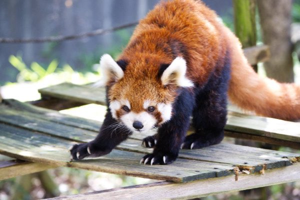 rodpanda21's tweet photo. レッドパンダ 🐠
ソラさん
市川市動植物園

#lesserpanda #redpanda #レッドパンダ #小熊貓 #シセンレッサーパンダ #レッサーパンダ #ソラ 
#動物 #動物園 #zoo #animal #動物写真 #動物園写真 #animalphoto #zoophoto 
#動物写真好きな人と繫がりたい #動物好きな人と繫がりたい 
#市川市動植物園 
🍶 https://t.co/yPcknmxb22