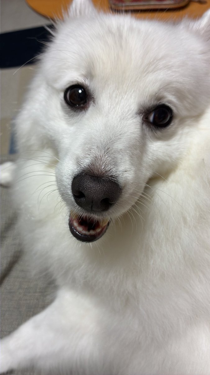 senca_a5511's tweet photo. こんばんワンコ
ついに！視線が合ったよ！
ハンストも解除されつつあり、ご機嫌回復の兆しを見る https://t.co/MW5LSEtDcz