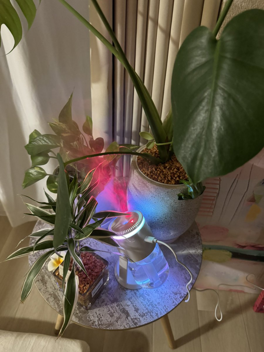 misato35973843's tweet photo. 植物🪴色々育ててるけど、
ガジュマルの赤ちゃん買ってきた

育てる〜😍😍❤️❤️❤️❤️❤️ https://t.co/25SoMF5utK