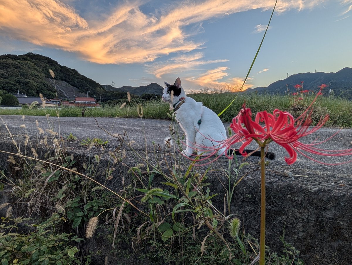 Ceylon02670869's tweet photo. 5回目のお散歩はマルが、なかなか帰る気が無いので家族入れ替わりで散歩をしました…😓
長かった… https://t.co/Mix4Zc5kzo