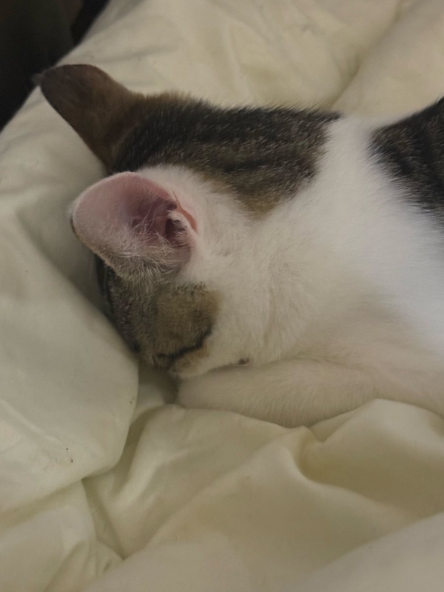 ranoooday's tweet photo. しょうさんが犬の話してたので僕は昨日撮れたての猫の写真でも置いときますね https://t.co/sHKvmbjCo7