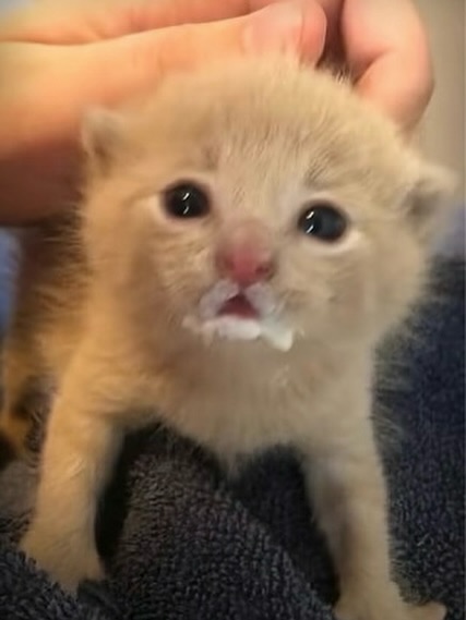 PostofcatsX's tweet photo. https://t.co/jshUjukiGj
