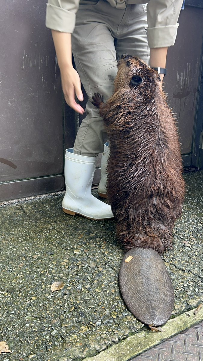 _25twins's tweet photo. @beaverdango 🦫びば団子さんに呼ばれてるからそこをどくでしゅよ！！ https://t.co/4nixYVgdSC