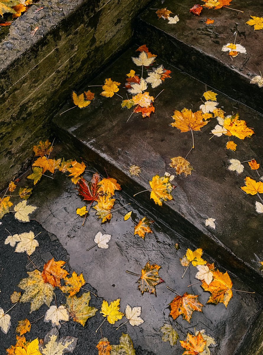 bebosy32's tweet photo. Morning moments in autumn are peaceful, like the quiet rest of leaves upon the ground.🍂🌧

by : Iviv1256 https://t.co/Yx1jlx1FHM