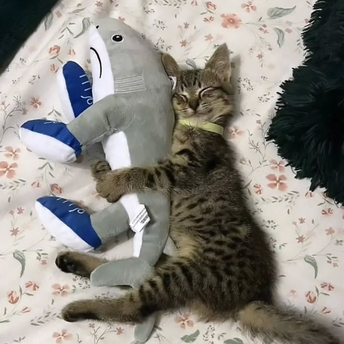 PostofcatsX's tweet photo. https://t.co/DYJXlDyoEc