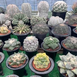 mahdbdi's tweet photo. Ariocarpus Retusus, over 100 years old, plant came to Europe in 1960. once in a lifetime.  #ariocarpus #ariocarpusretusus #rareplants #rareplant #onceinalifetimeplant #onceinalifetime #plants #plantscollection #plantcollector #plantlover #ariocarpuslovers #ariocarpuslove https://t.co/b6MCPIS0kf