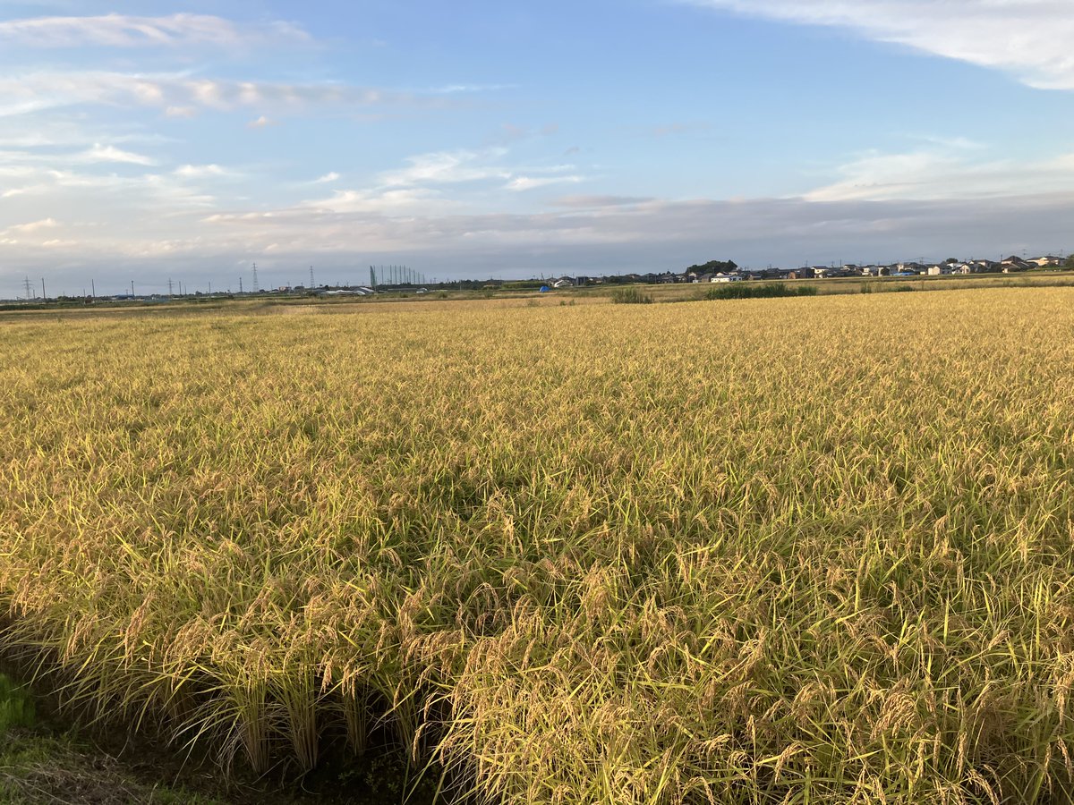 2003_1009_B25's tweet photo. ずっと稲穂 https://t.co/fmxUv6ONB7