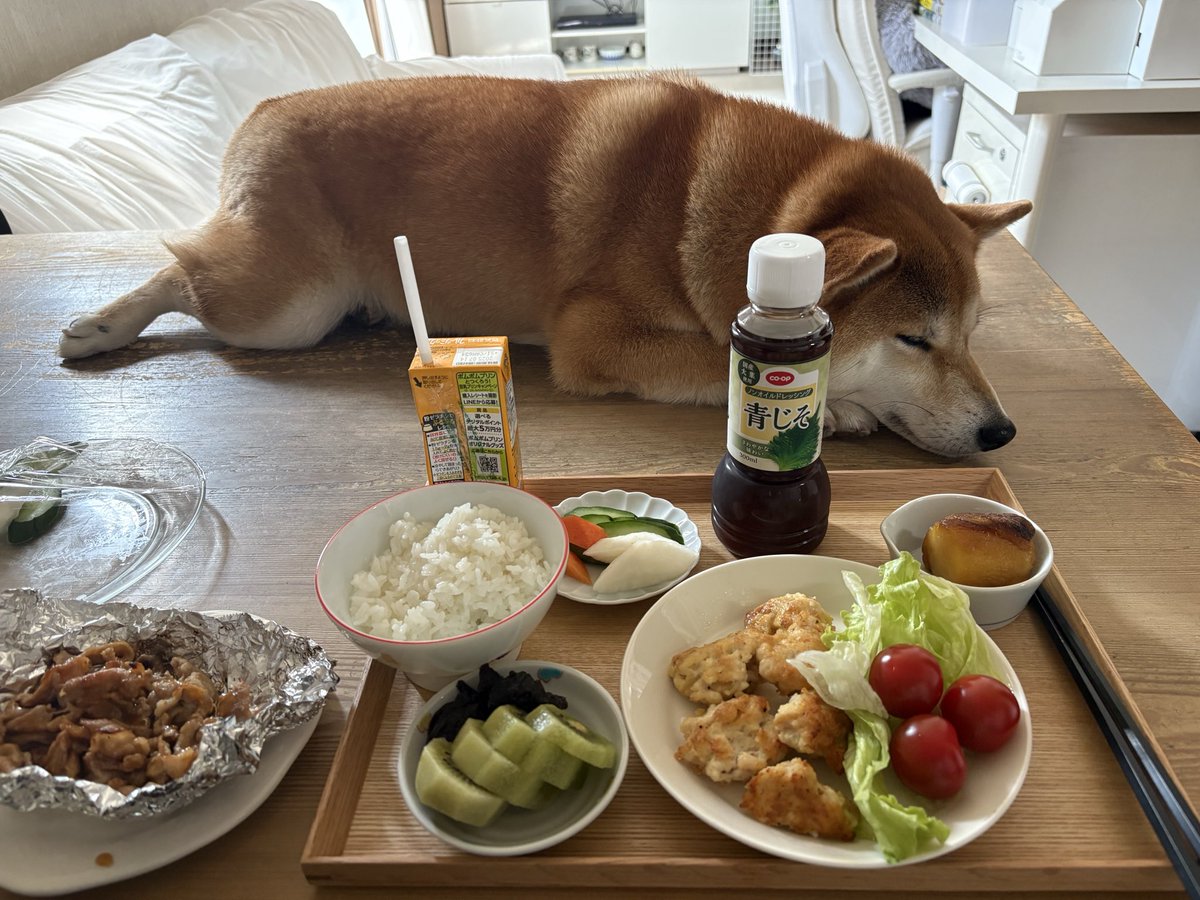 chibi_and_co's tweet photo. しつけに失敗した犬

#柴犬 https://t.co/qDFAdCYYQp