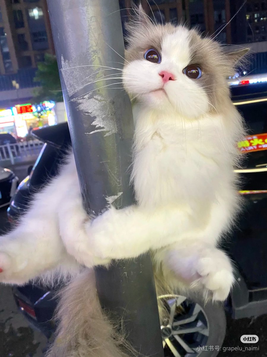 Siyapas2's tweet photo. ⚙️🇸🇮👴🧑🏾‍🚒 👉         2026最新AI变现副业项目日结USDT/高价收U安全上岸不碰跑分/捞偏门快钱野路子带你翻身/代收代付款业务长期高佣招代理/博彩出U华人换汇结汇通道/非洗钱合法副业赚钱技巧分享/限高出入境走线实操避坑指南
@PFCD888 https://t.co/v6q1UNyhQ3