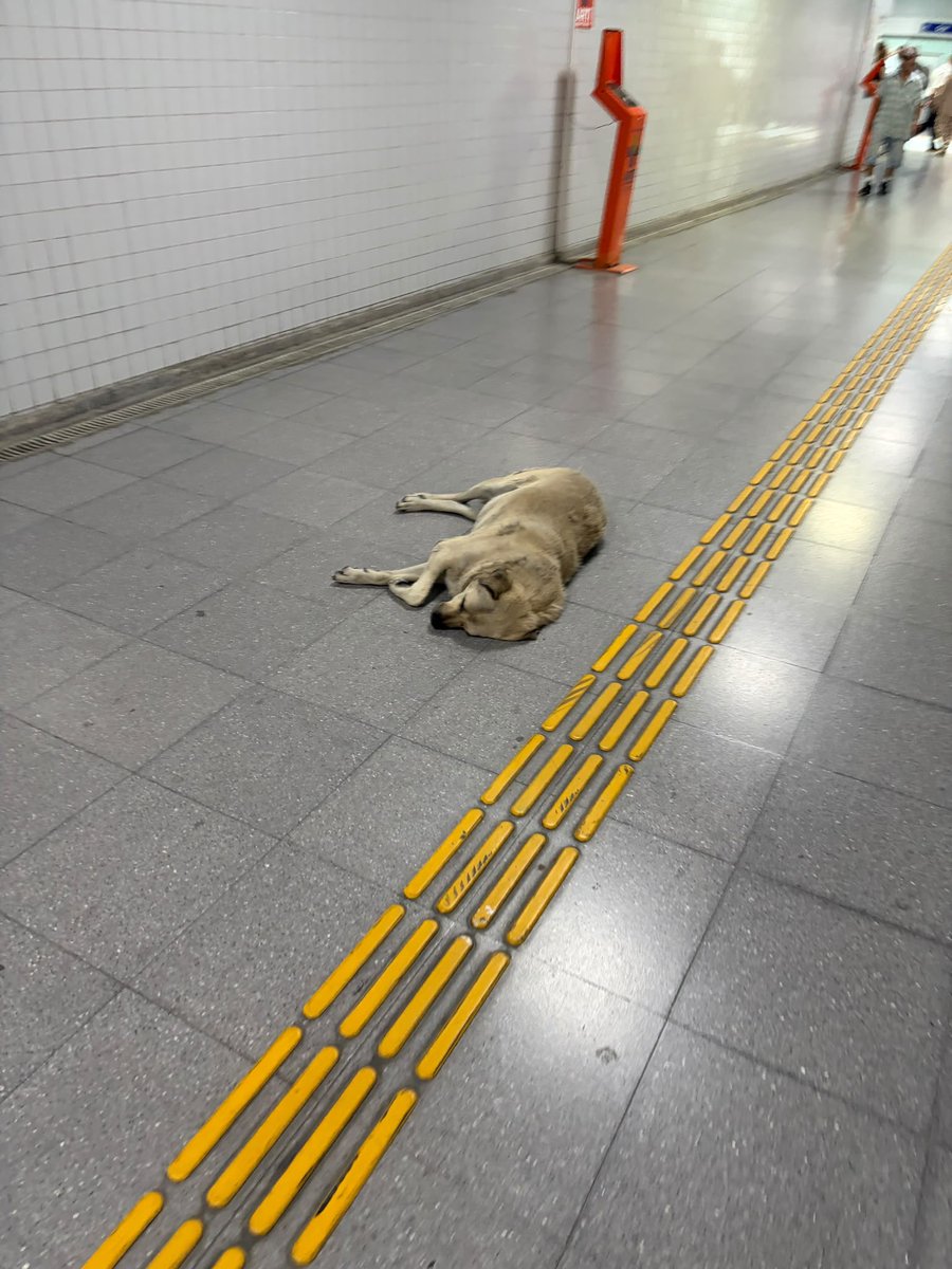devrimkocak's tweet photo. İzmir Valiliğinden tüm İzmir halkı şikayetçi! 

Katip Çelebi Üniversitesi’nde başıboş köpekler her yerde, hatta dersliklerde!

İZBAN yerine itban dense yeridir, duraklar hayvan barınağı gibi! 

Sayın Vali @drsuleymanelban @izmirvaliligi @izmirdkmp neden mevzuatın uygulanması konusunda denetim yükümlülüğünüzü yok sayıyorsunuz? 

#Hayat1️⃣1️⃣2️⃣Acil
