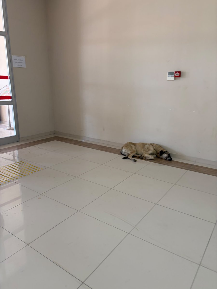 devrimkocak's tweet photo. İzmir Valiliğinden tüm İzmir halkı şikayetçi! 

Katip Çelebi Üniversitesi’nde başıboş köpekler her yerde, hatta dersliklerde!

İZBAN yerine itban dense yeridir, duraklar hayvan barınağı gibi! 

Sayın Vali @drsuleymanelban @izmirvaliligi @izmirdkmp neden mevzuatın uygulanması konusunda denetim yükümlülüğünüzü yok sayıyorsunuz? 

#Hayat1️⃣1️⃣2️⃣Acil