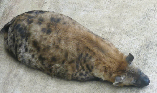 HovoYeen's tweet photo. The Blob (or should I say, The Yeeb) https://t.co/6SCjbIiQBj