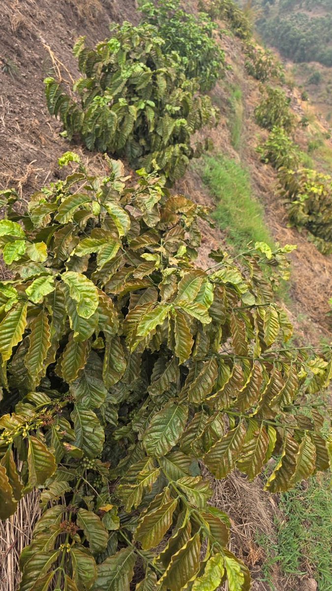 kigzdeus's tweet photo. Good afternoon comrades,
Please help us to help the farmer. 
What could be the problem with his #coffee plantation? https://t.co/5Nrz0D2pkR