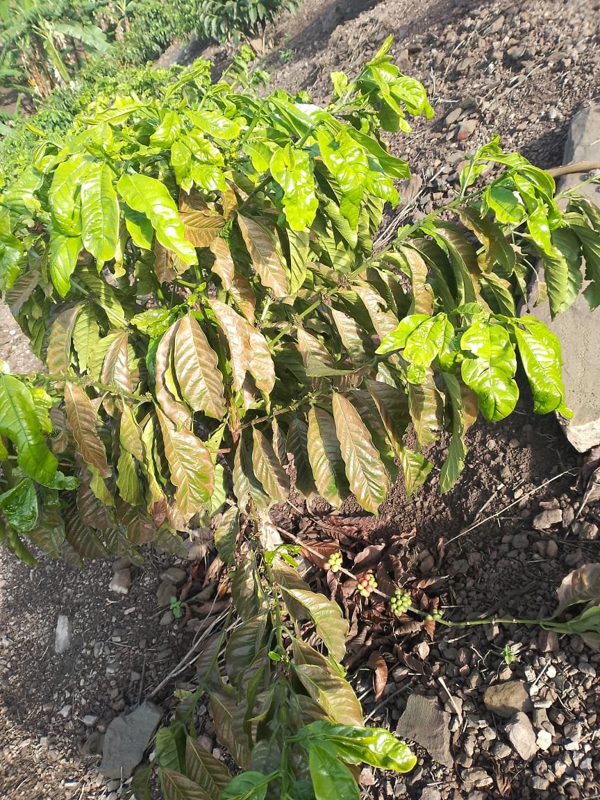 kigzdeus's tweet photo. Good afternoon comrades,
Please help us to help the farmer. 
What could be the problem with his #coffee plantation? https://t.co/5Nrz0D2pkR