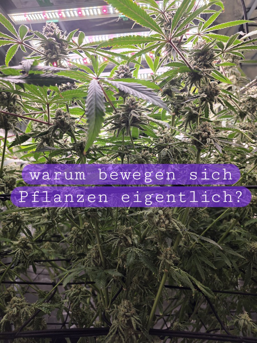 Dampfkugel's tweet photo. Kleiner Pflanzen-Fact 🌱

Die Bewegungen, die man bei Pflanzen rund um den Tag-Nacht-Zyklus beobachten kann, werden **nyktinastische Bewegungen** genannt.

Bei Cannabis kann man die Veränderung der Blattstellung im Zeitraffer besonders schön sehen. 🌞🌙 https://t.co/LmJf1tsvwJ