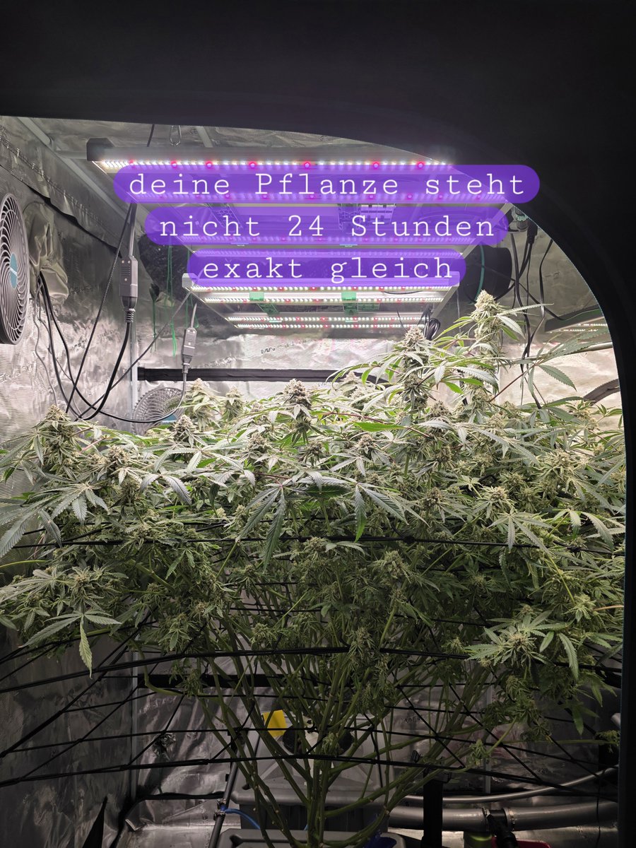 Dampfkugel's tweet photo. Kleiner Pflanzen-Fact 🌱

Die Bewegungen, die man bei Pflanzen rund um den Tag-Nacht-Zyklus beobachten kann, werden **nyktinastische Bewegungen** genannt.

Bei Cannabis kann man die Veränderung der Blattstellung im Zeitraffer besonders schön sehen. 🌞🌙 https://t.co/LmJf1tsvwJ