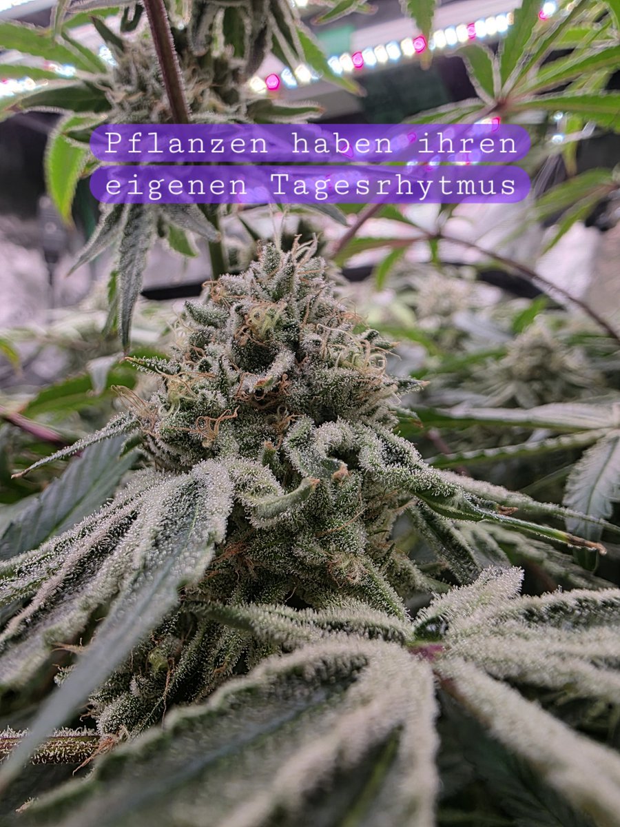 Dampfkugel's tweet photo. Kleiner Pflanzen-Fact 🌱

Die Bewegungen, die man bei Pflanzen rund um den Tag-Nacht-Zyklus beobachten kann, werden **nyktinastische Bewegungen** genannt.

Bei Cannabis kann man die Veränderung der Blattstellung im Zeitraffer besonders schön sehen. 🌞🌙 https://t.co/LmJf1tsvwJ