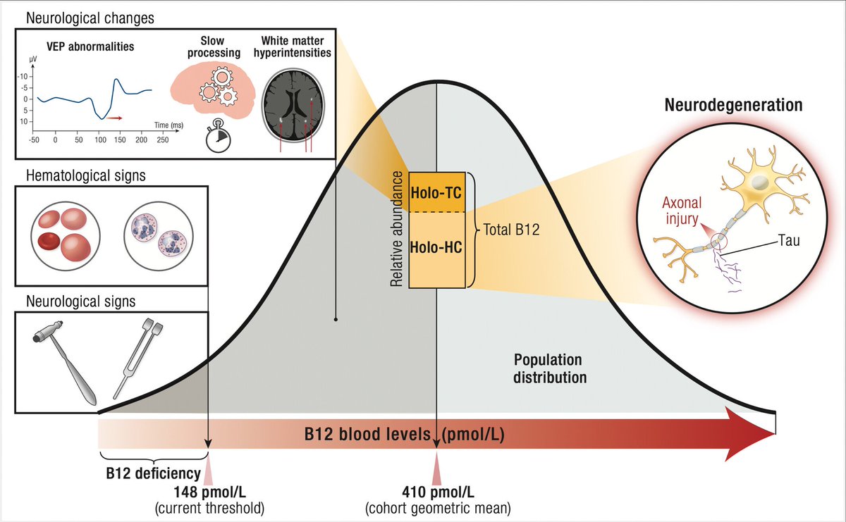 BrandonLuuMD's tweet photo. The U.S. cutoff for B12 deficiency wasn’t based on symptoms.

It was simply set at 3 standard deviations below the population average.

Yet even within the “normal” range, lower active B12 is linked to slower brain conduction and more white-matter abnormalities on MRI.