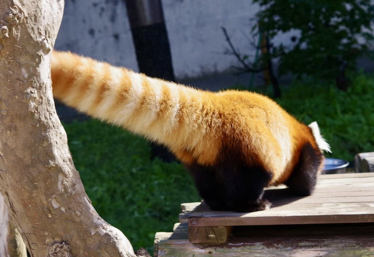rangsom6's tweet photo. 짱판 꼬리부심 있을 거 같음 통통복슬꼬리 https://t.co/ybSvK2C1hZ