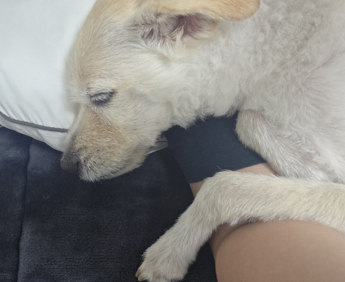 dovmf1103's tweet photo. 1시간 반 전 사진인데 아직도 이대로 품에서 자는 중 ㅜㅜ
혈스 맞고 자다 인났는데 강쥐는 아직 꿈나라 https://t.co/8Ylyoo9Wwy