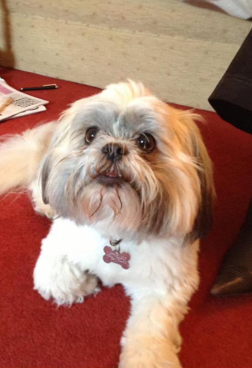 Pixie_Tooth's tweet photo. #OTLFP
Be careful of pets wearing dangling &amp; especially elongated tags if you have floor heating grates in your house. You might consider tags that fit flat to the collar like mine
Be aware of danger of pet tags getting caught in radiators if they jump up to look out windows😱 https://t.co/U4DTtdbfeY