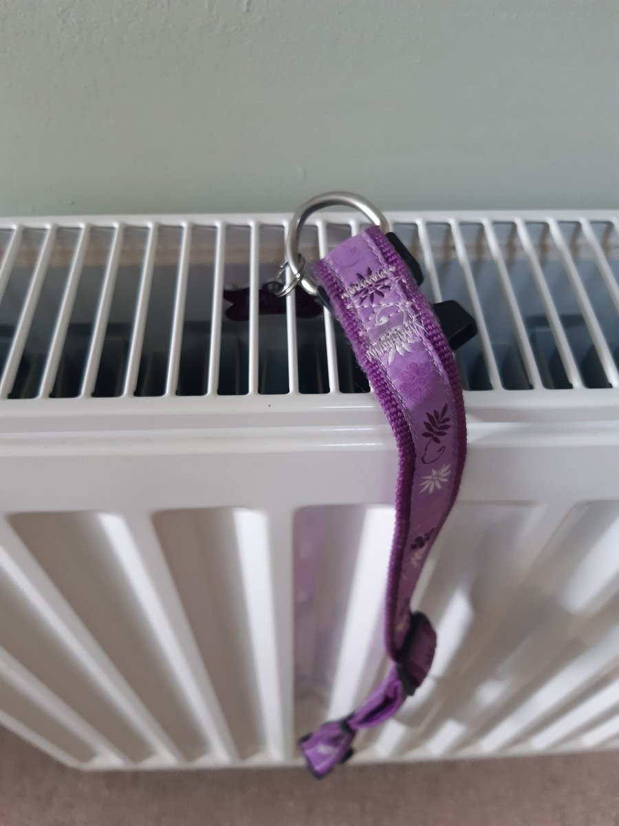Pixie_Tooth's tweet photo. #OTLFP
Be careful of pets wearing dangling &amp; especially elongated tags if you have floor heating grates in your house. You might consider tags that fit flat to the collar like mine
Be aware of danger of pet tags getting caught in radiators if they jump up to look out windows😱 https://t.co/U4DTtdbfeY