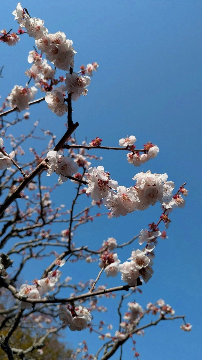 edutributarista's tweet photo. 昼間、豊臣兄弟！の新キービジュにこんなこと言ってたら、大河界隈ちゃんと「うわぁ……」とザワついてて笑っちゃった。こんなにも笑顔なのにこんなにも不穏なキービジュ、何？ https://t.co/aFRaKUy4mk