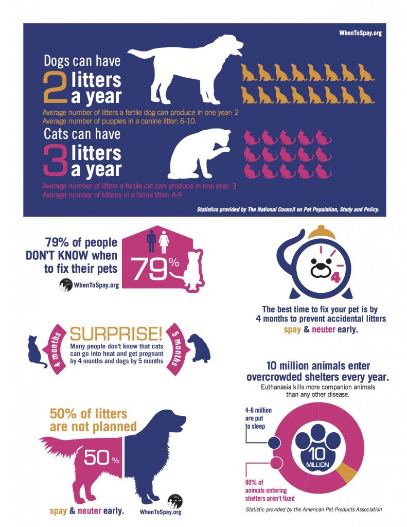 Pixie_Tooth's tweet photo. #OTLFP
10 million animals enter overcrowded shelters every year. 😱😱😱 Dogs can have 2 litters of puppies and cats can have 3 litters of kittens every year! 😱 Please neuter &amp; spay &amp; neuuter your animals! https://t.co/Q7UzPDww4O