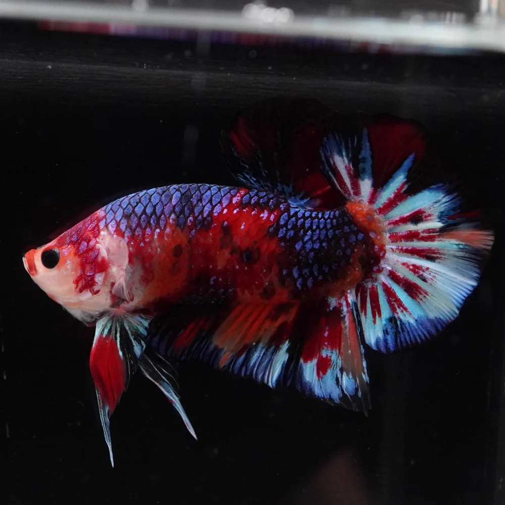よこはま金魚 本店 on X: 