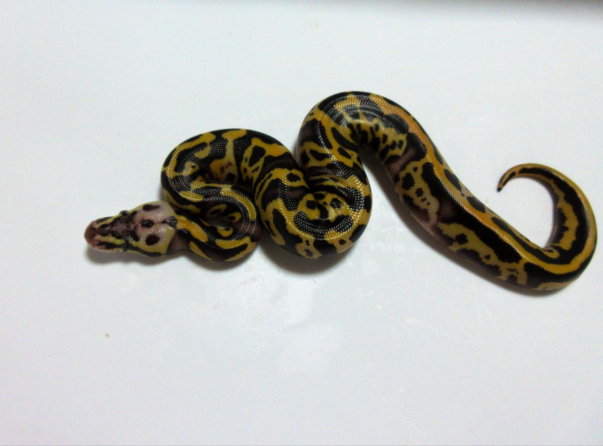 UmbrellaPython tweet picture