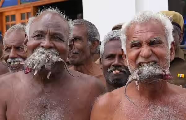 Dasyavevrka23's tweet photo. @jaychrish1 @Ugrashravas You should be proud of them, they are adopting the 💩skin Dravidian culture. https://t.co/J5r57ykdQc