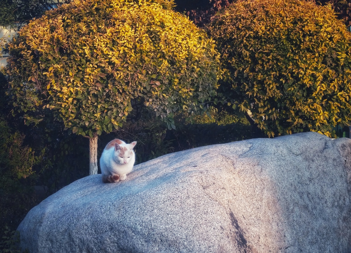 Jinnydjj6's tweet photo. A quiet cat nestles against a rugged crag in the morning mist.， https://t.co/T3vRxIVAIe