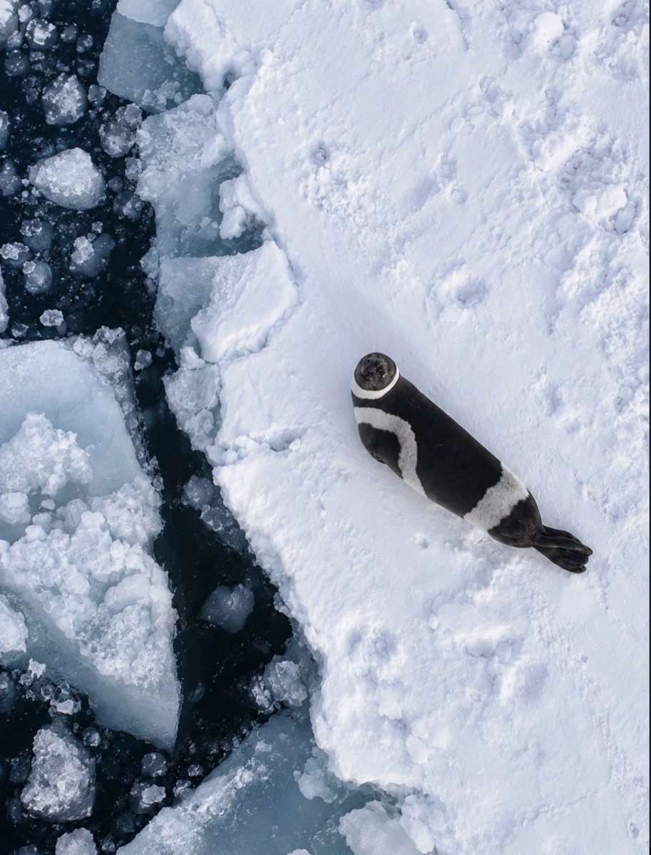 yochangyuing's tweet photo. hi #HiTwt #SealTwt https://t.co/KkCjJVOZHo