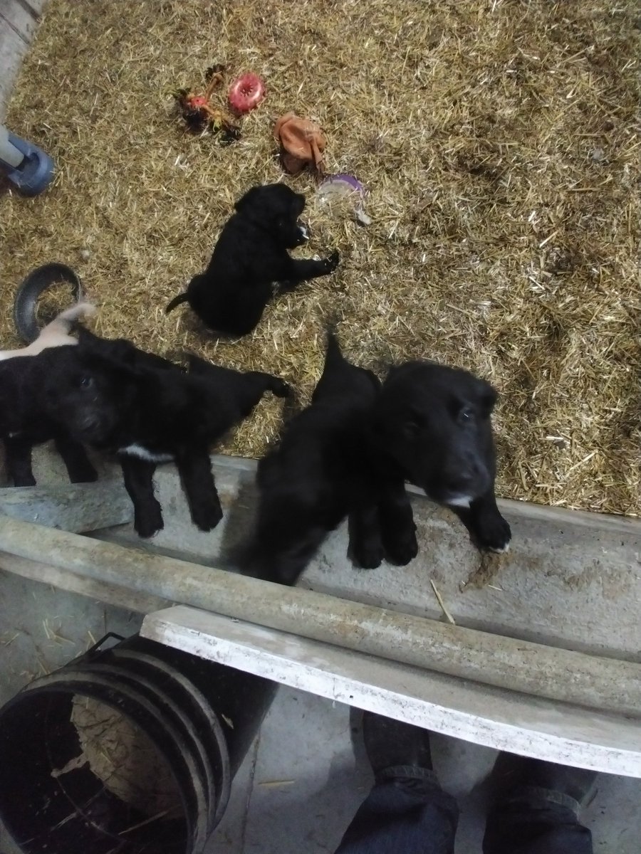 maplevue's tweet photo. Four boy black puppies looking for new home message me https://t.co/Ikg0EjjSdB