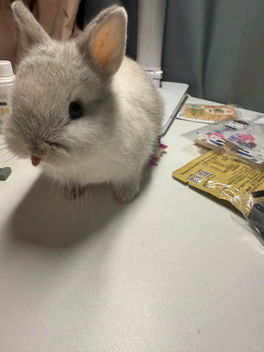 ShouldHaveRabit's tweet photo. 😛 https://t.co/JbnPZ41AWJ