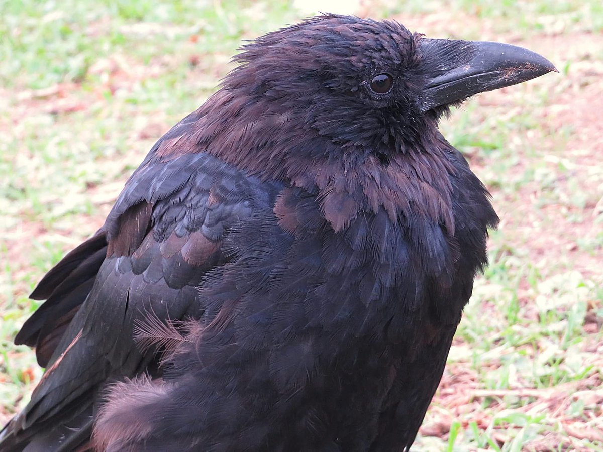 CarreAndi's tweet photo. Crow time… https://t.co/AqoWia8e3n