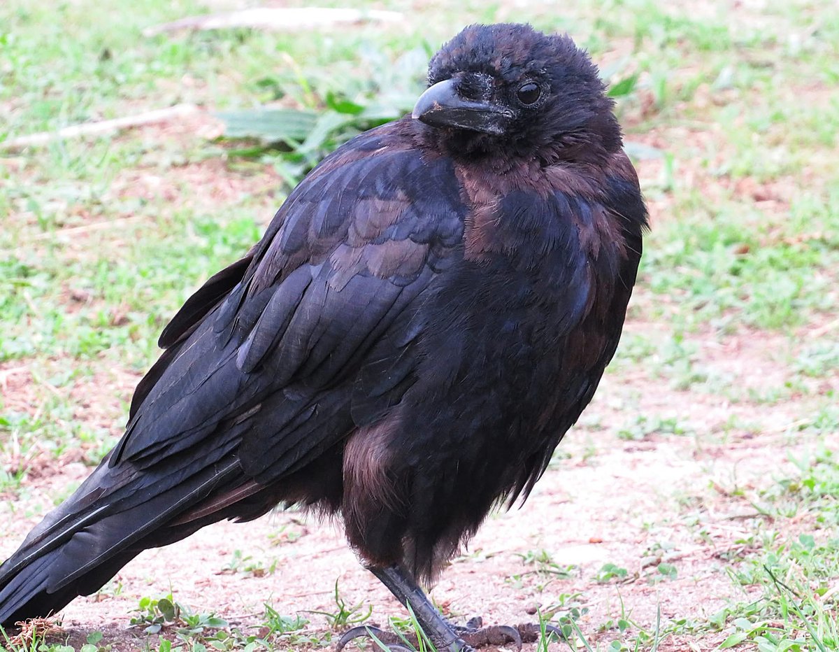 CarreAndi's tweet photo. Crow time… https://t.co/AqoWia8e3n