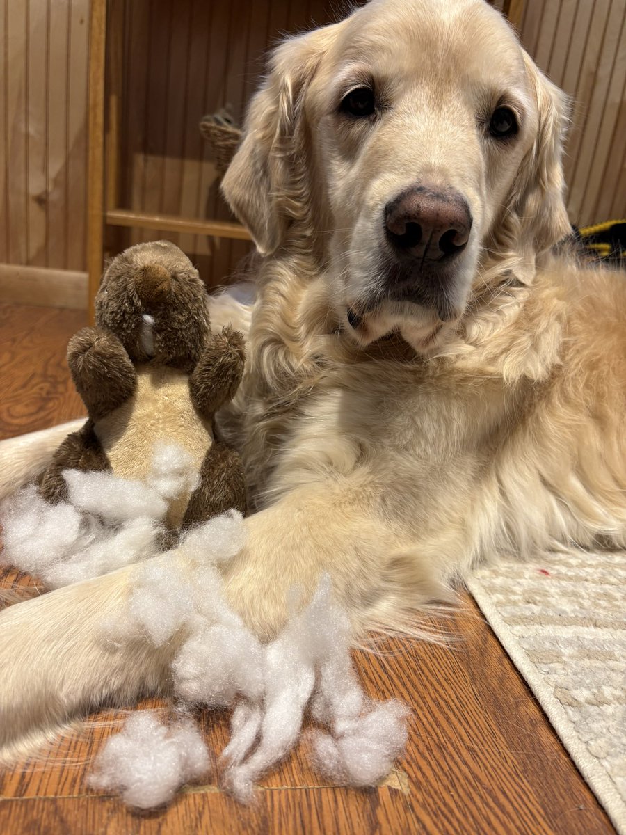 WalterTheGolden's tweet photo. #ThrowbackThursday to a time when my only worry was trying to decide whether to gut this stuffed squirrel in the office or the living room
#ivegotbiggerproblemsnow https://t.co/Tw3NpEdgSX