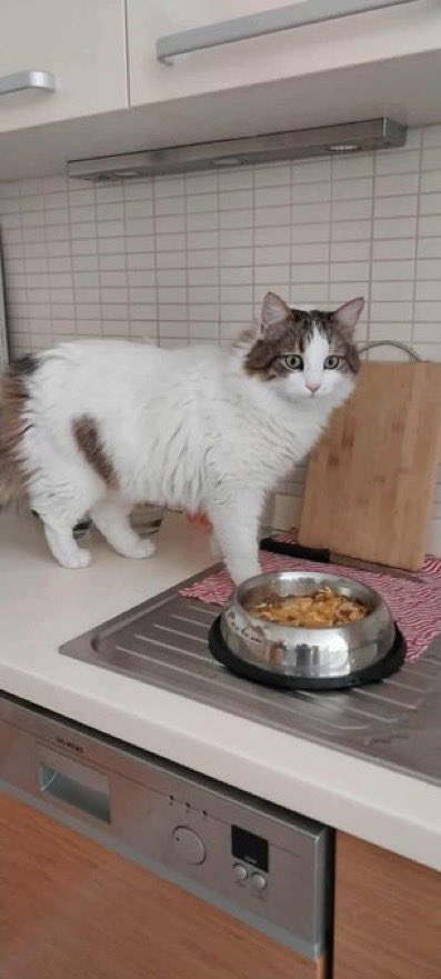 masum_gozler's tweet photo. GLUTEN
ERKEK
NORVEÇ ORMAN KEDİSİ
BURSA
İletişim:  0 (533) 577 41 58

Gluten oğlumuz yumuş yumuş insan aşığı, sakin ve uyumlu bir delikanlı. 3 yaşında, chipli ve kısır Gluten oğlumuza yuva olacak ve onu çok sevecek ailesini arıyoruz 🙏🐱

@hepadyuva https://t.co/MNuUlJptUa