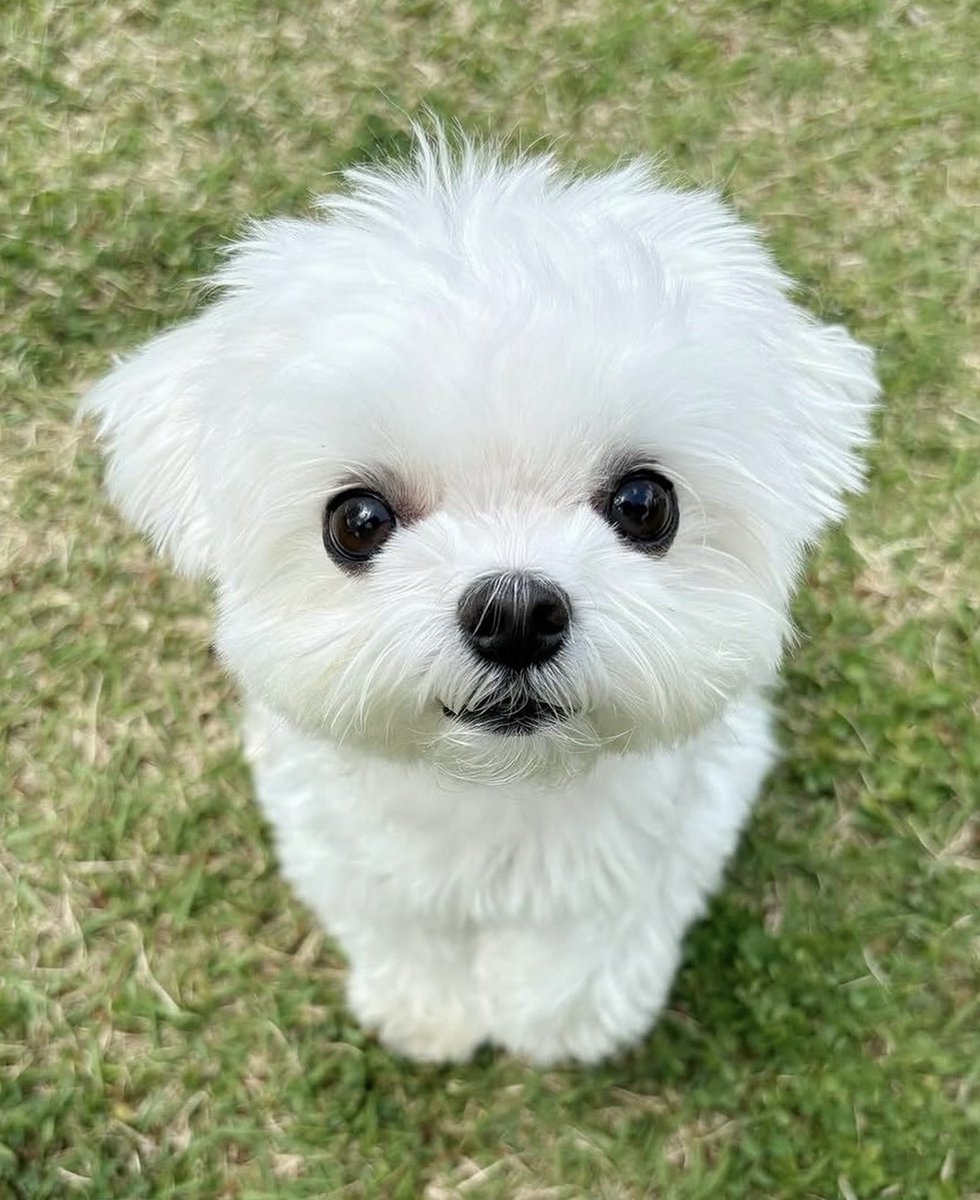 rice_0520's tweet photo. らいたんが小人になっちゃった、、、こんなかわいい小人らいたんなら世界中に溢れてくれ…🐻‍❄️🤍    #pr https://t.co/AZEZUdeY8d